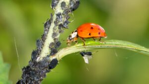 How Climate Change Is Influencing Pest Control Strategies